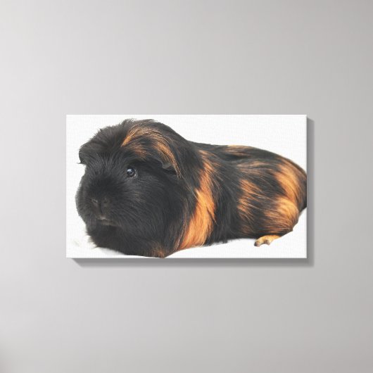 Toile Cochon d'Inde (Recto)