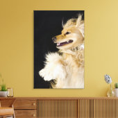 Toile cocker spaniel mix sur son dos (Insitu(Salon))
