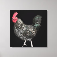 Cockerel noir no 4