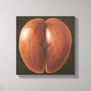 Toile Coco de Mer Maldives 2012