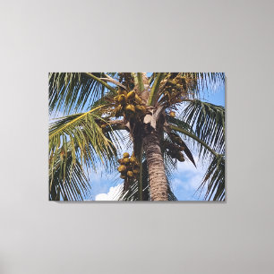 TOILE COCO PALM