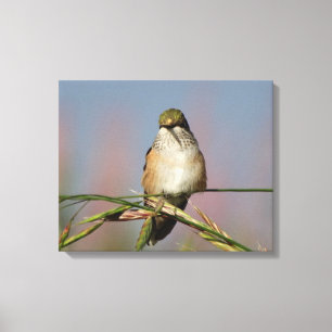 Toile Colibri