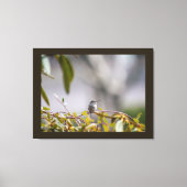 Toile Colibri 3346 (Recto)