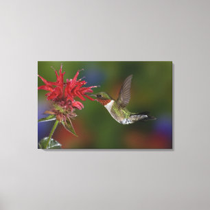 Toile Colibri à gorge rubis mâle