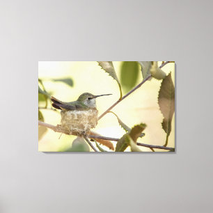 Toile Colibri femelle sur son nid