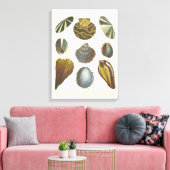 Toile Collection Conchology (Insitu(Salon))