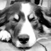 TOILE COLLÈGES FRONTALIERS