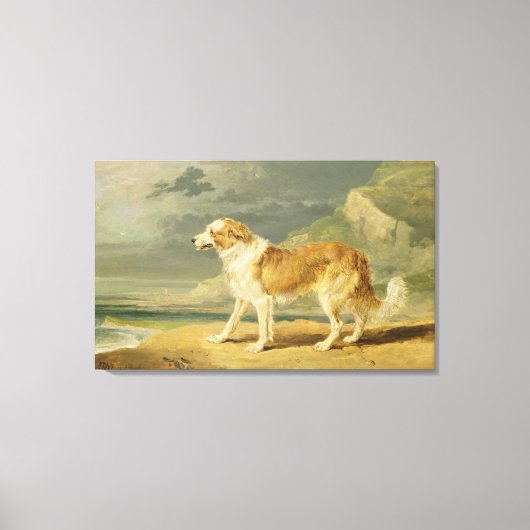 Toile Collie rough coated, 1809 (oil on board) (Recto)