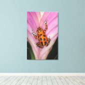 Toile Colon Isle Dart Frog, Oophaga pumilio (Insitu (Plancher de Bois))