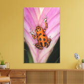 Toile Colon Isle Dart Frog, Oophaga pumilio (Insitu(Salon))