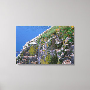 Toile Colonie d'oiseaux de mer sur une falaise rocheuse