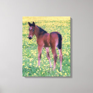 Toile Colt dans le champ de Dandelion