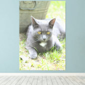 Toile Conception rustique chat gris (Insitu (Plancher de Bois))