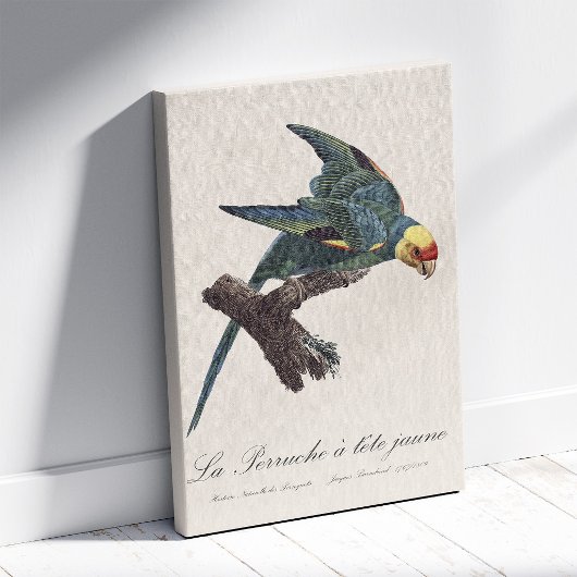 Toile Conure de Caroline, Conuropsis carolinensis
