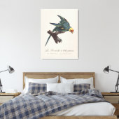 Toile Conure de Caroline, Conuropsis carolinensis (Insitu(Chambre))