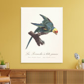 Toile Conure de Caroline, Conuropsis carolinensis (Insitu(Salon))