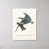 Toile Conure de Caroline, Conuropsis carolinensis (Recto)