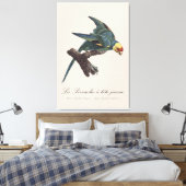 Toile Conure de Caroline, Conuropsis carolinensis (Insitu(Chambre))
