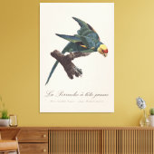 Toile Conure de Caroline, Conuropsis carolinensis (Insitu(Salon))