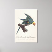Toile Conure de Caroline, Conuropsis carolinensis (Recto)