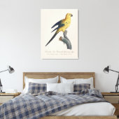 Toile Conure soleil ou Aratinga solstitialis (Insitu(Chambre))