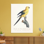 Toile Conure soleil ou Aratinga solstitialis (Insitu(Salon))