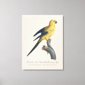 Toile Conure soleil ou Aratinga solstitialis (Recto)