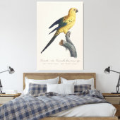 Toile Conure soleil ou Aratinga solstitialis (Insitu(Chambre))