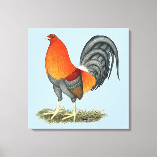 Toile Coq bleu rouge Gamecock (Recto)
