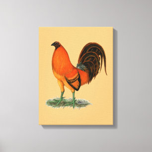 Toile Coq de combat Ginger Rouge