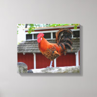 Coq Rouge De Jonglefol Sur Une Clôture