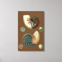 Coque de cacao
