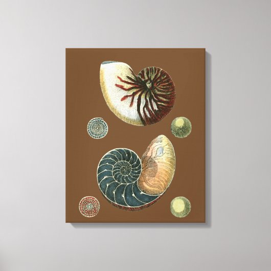 Toile Coque de cacao (Recto)