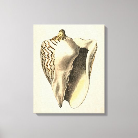Toile Coque vintage Sepia Conch (Recto)