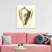 Toile Coque vintage Sepia Conch (Insitu(Salon))