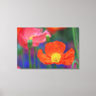 Toile Coquelicot Rouge
