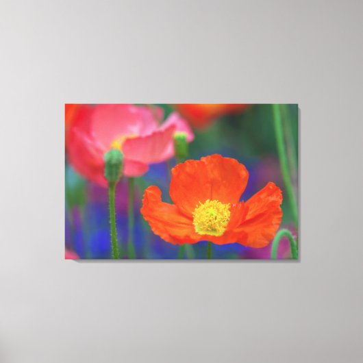 Toile Coquelicot Rouge (Recto)