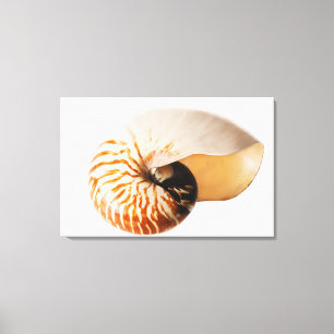 Toile Coquillage de Nautilus (stenomphalus de Nautilus)