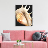 Toile Coquille - Conchologie - Conch (Insitu(Salon))