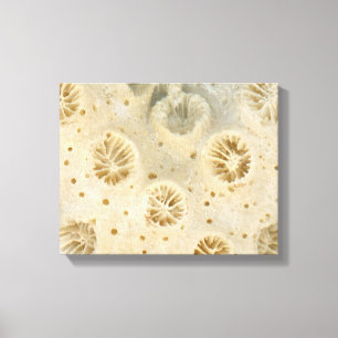 Toile Coquille - Conchologie - Corail