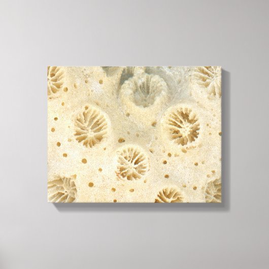 Toile Coquille - Conchologie - Corail (Recto)