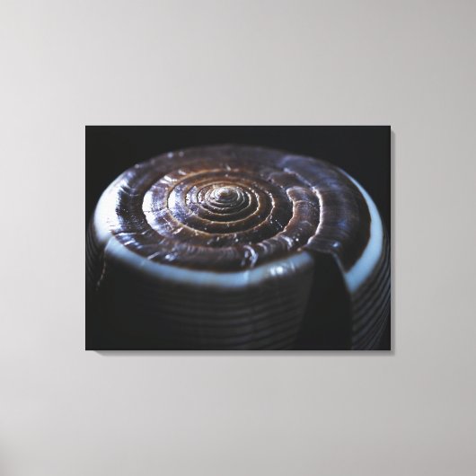 Toile Coquille de cône (Recto)