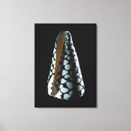 Toile Coquille de cône 2 (Recto)