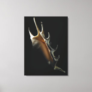 Toile Coquille de conque