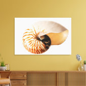 Toile Coquille de Nautilus (Nautilus stenomphalus) (Insitu(Salon))