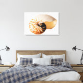 Toile Coquille de Nautilus (Nautilus stenomphalus) (Insitu(Chambre))