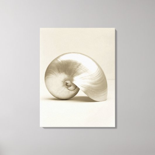 Toile Coquille marine de nausolée perlée (Recto)