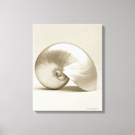 Toile Coquille marine de nausolée perlée (Recto)