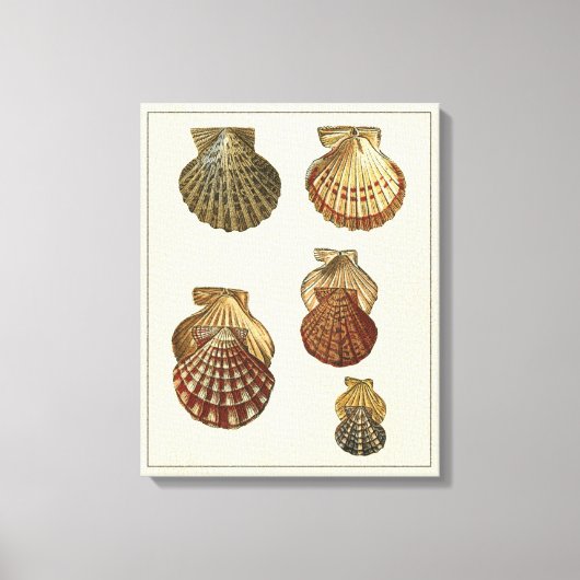 Toile Coquilles antiques craquelées (Recto)