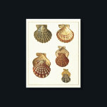 Toile Coquilles antiques craquelées<br><div class="desc">L'artiste Denis Diderot est talentueux et connu pour ses grandes images de la vie marine. Dans cette image très vivante, il capture quatre coquillages conques craquelés dans leur style le plus naturel. Les conches sont souvent craquelés comme ces quatre coquillages et dans un ton sépia. Obtenez votre produit de coquillages...</div>